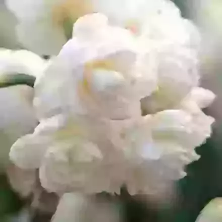 Cheerfulness